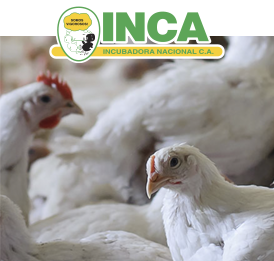 INCA es la planta de incubación de pollitos bb de Pronaca.